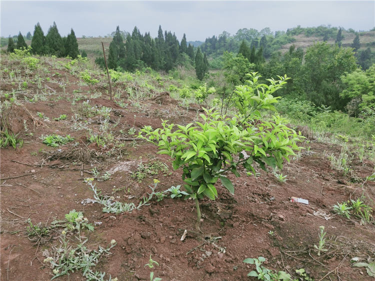 使用“中农润泽”生物有机肥 水溶肥后 (2)