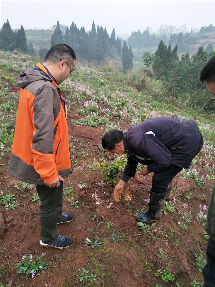 正在使用“中农润泽”生物有机肥 水溶肥 (2)