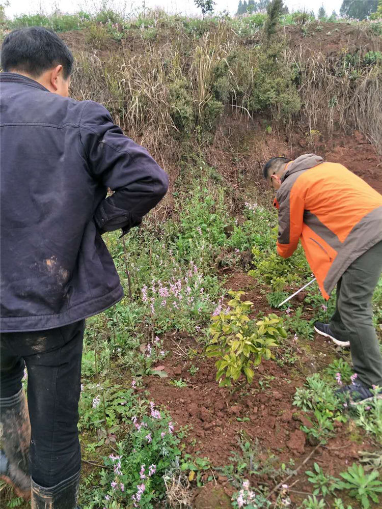 正在使用“中农润泽”生物有机肥 水溶肥 (3)