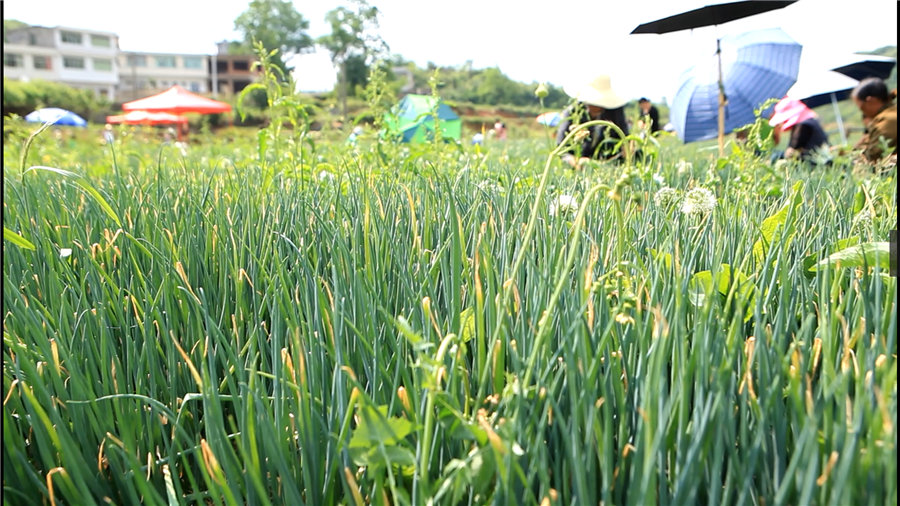 贵州蔬菜基地01